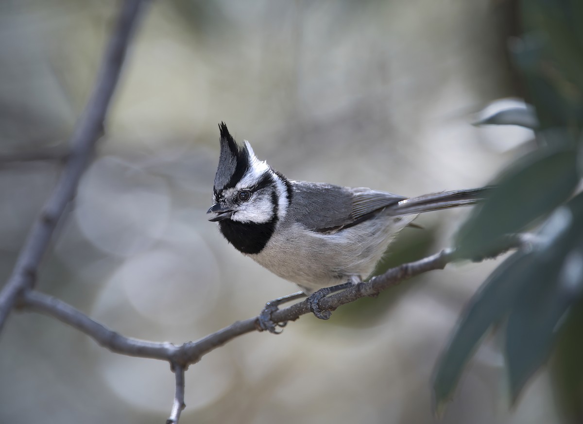 Brillenmeise - ML644565184