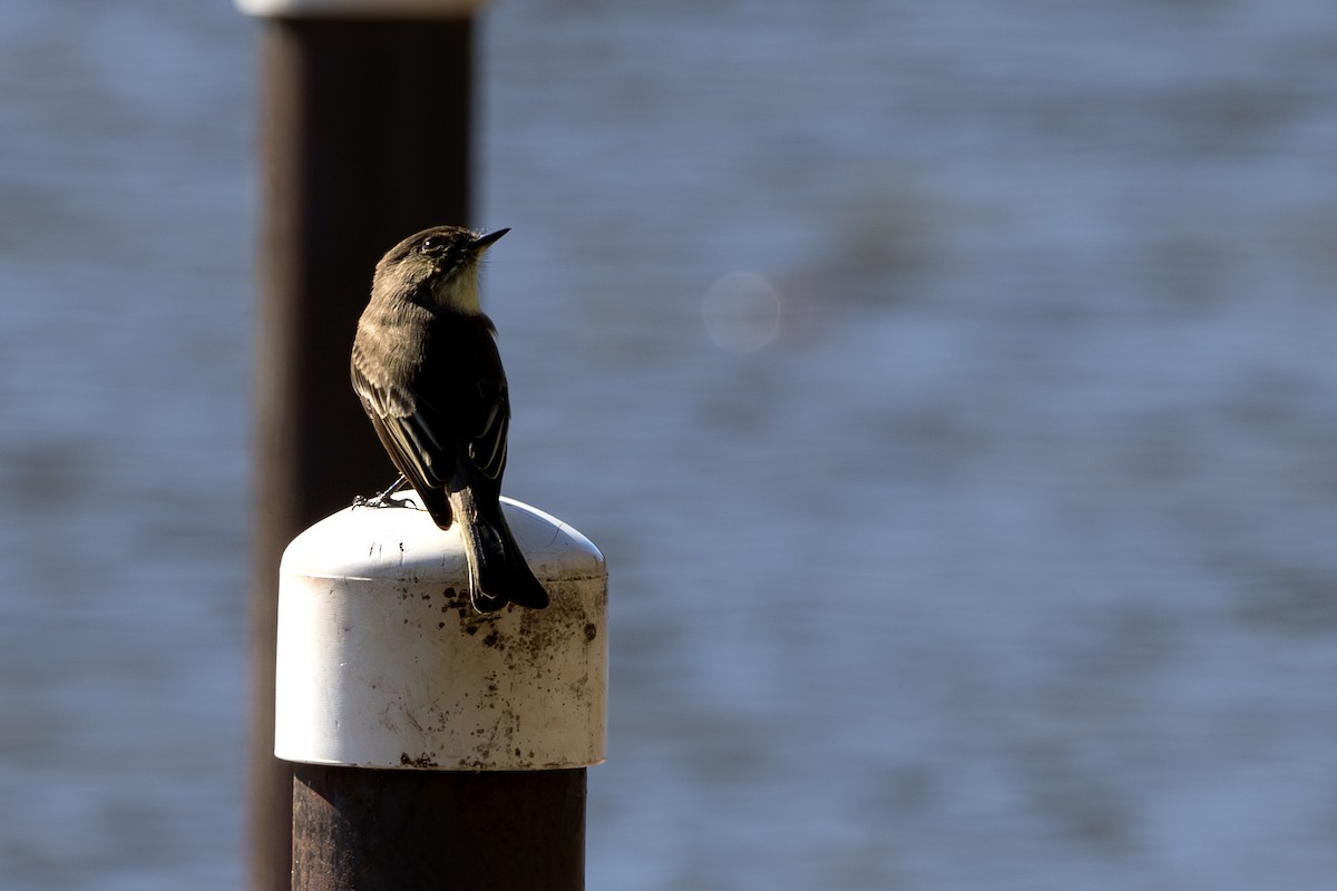 gråfibi - ML644565187