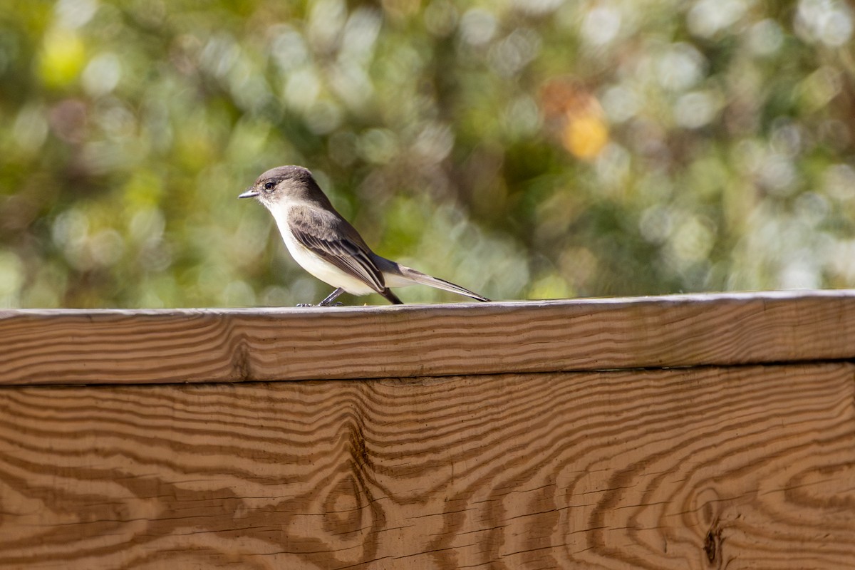 gråfibi - ML644565188