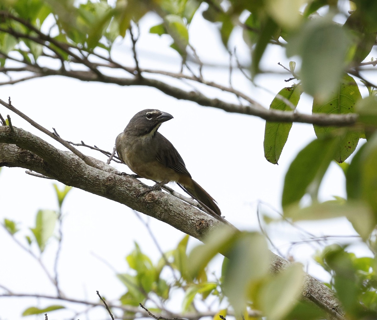 Pepitero Grisáceo del Caribe - ML644565191