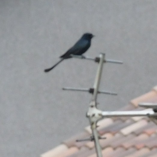 drongo černý - ML644565199