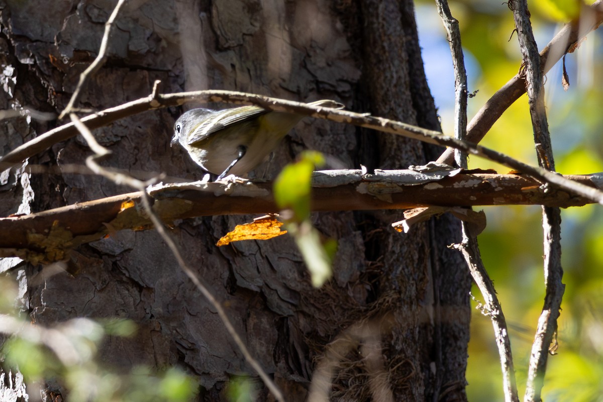 eremittvireo - ML644565201