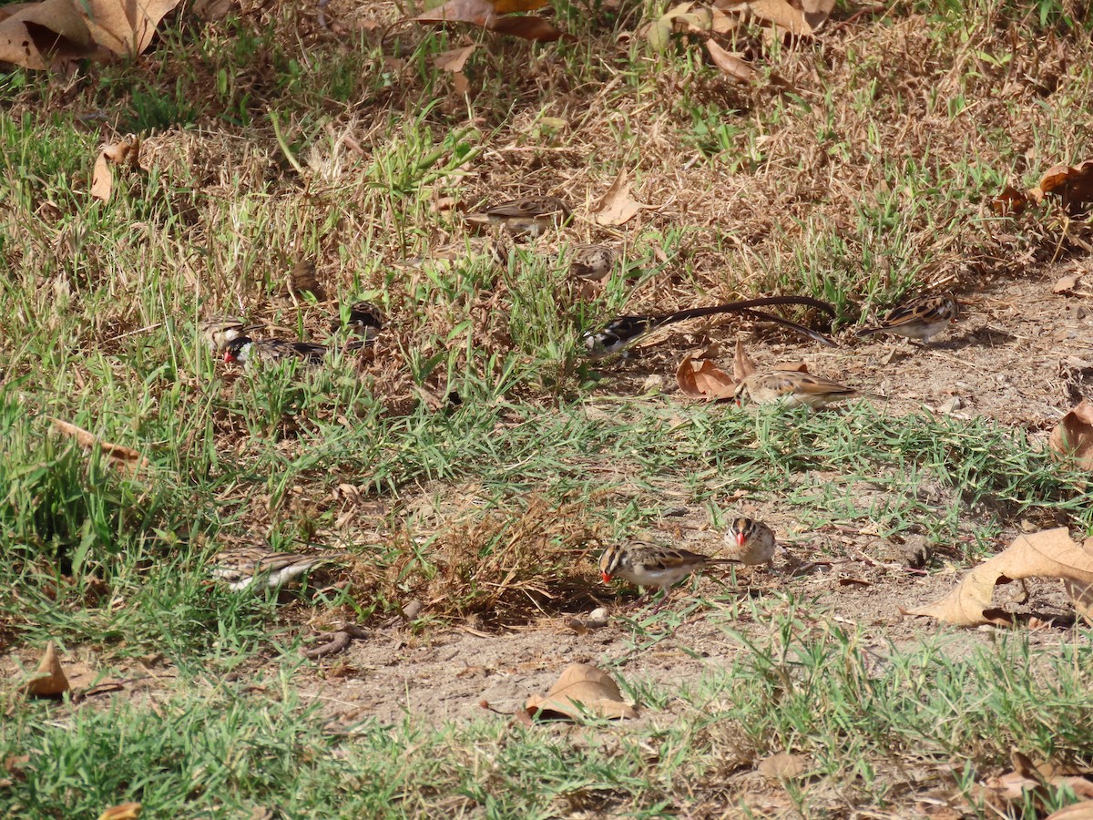 Pin-tailed Whydah - ML644565203