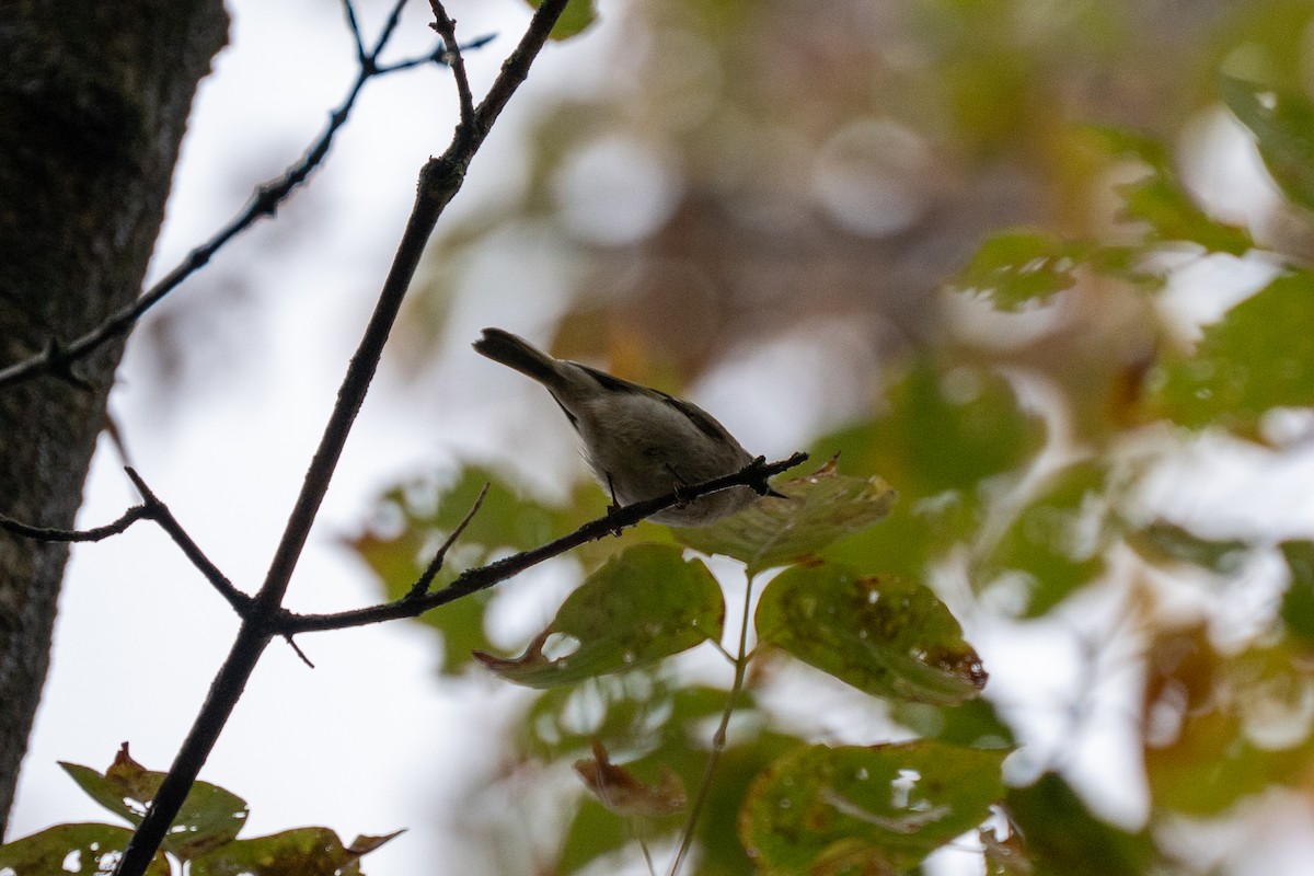 Erregetxo amerikarra - ML644565227