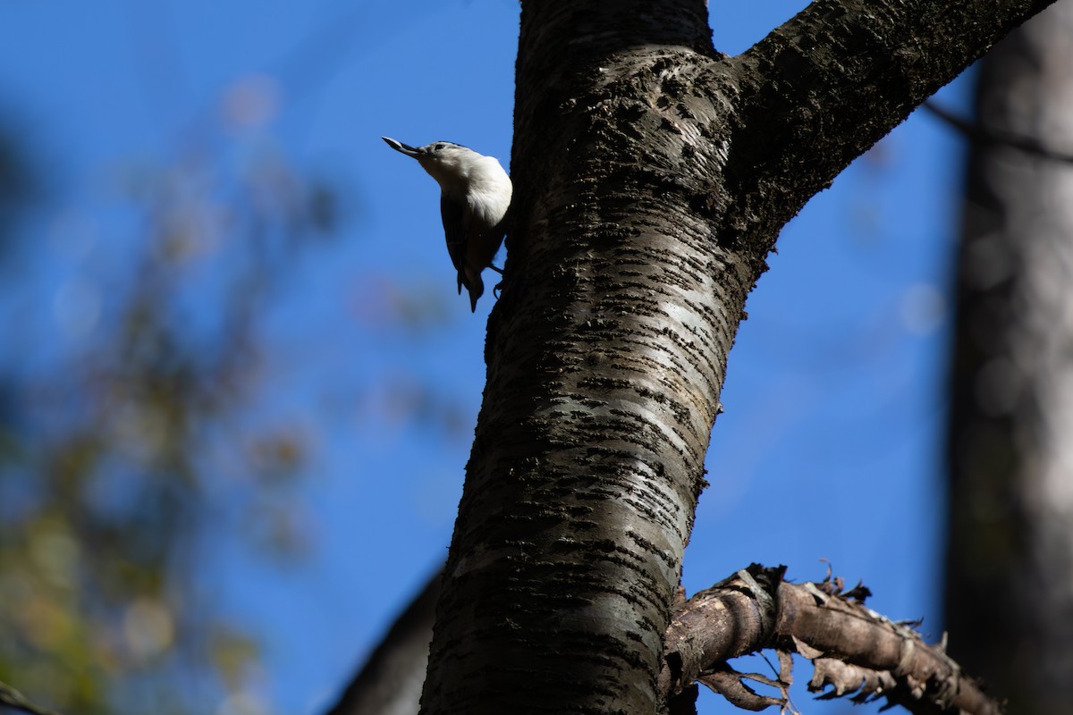 hvitbrystspettmeis - ML644565228