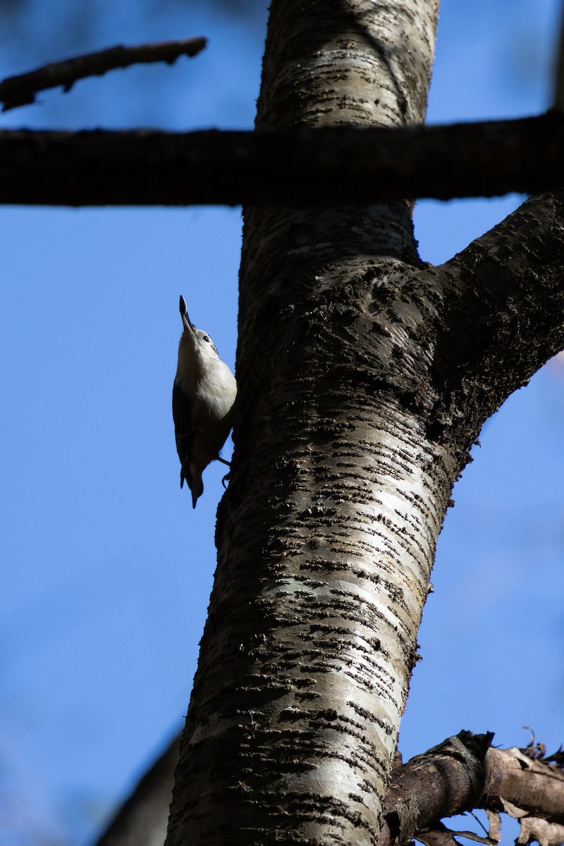 hvitbrystspettmeis - ML644565229