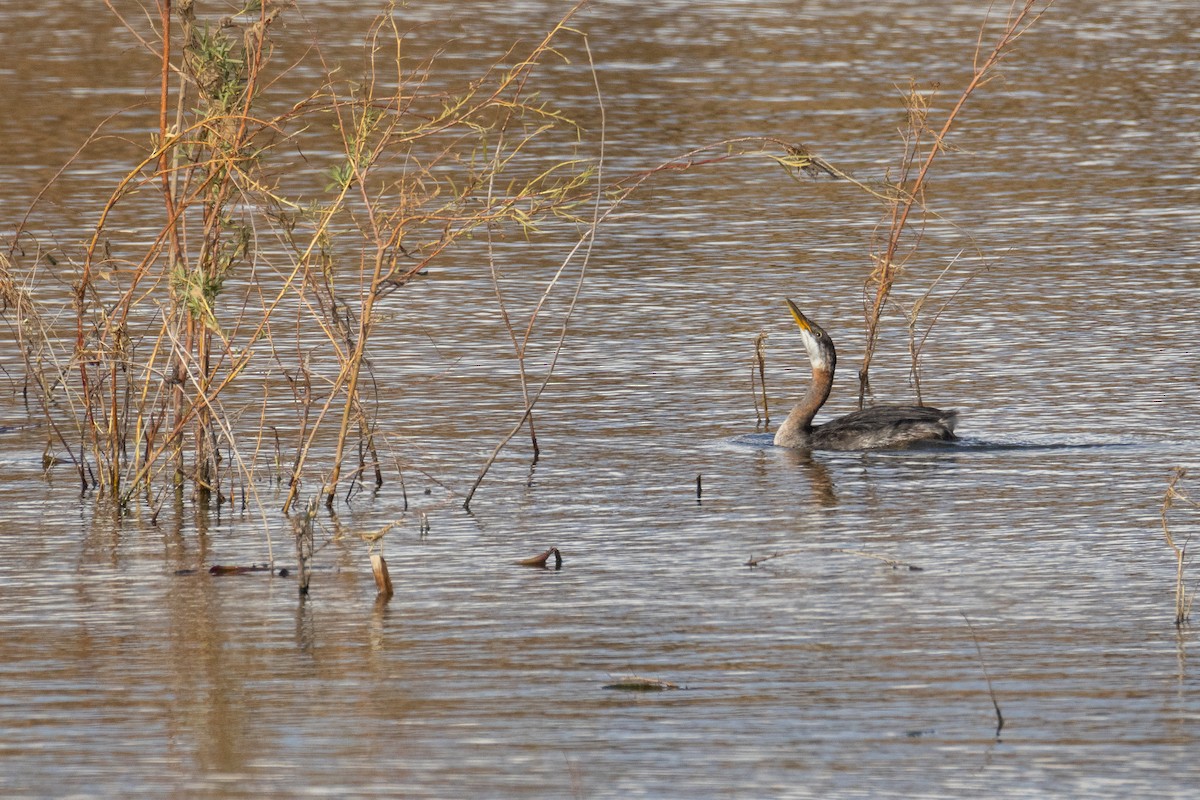 Somormujo Cuellirrojo - ML644565232