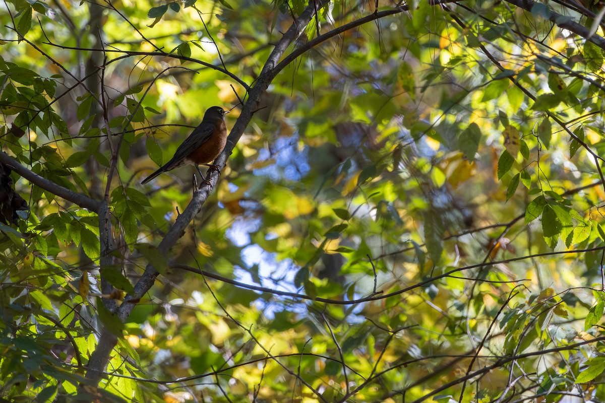 קיכלי נודד - ML644565242