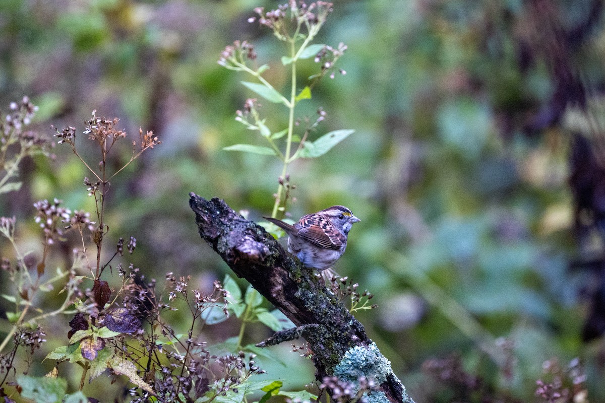 White-throated Sparrow - ML644565243
