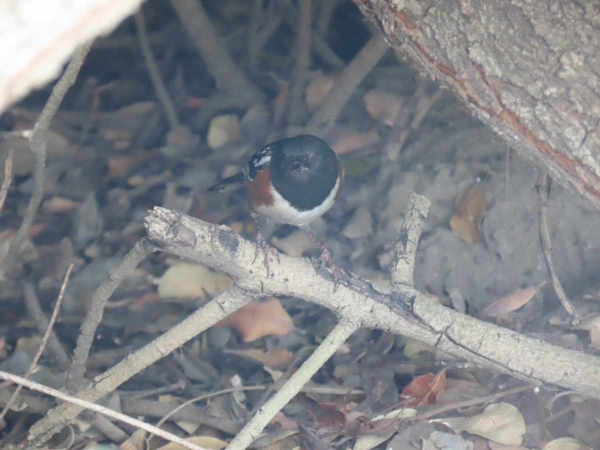Spotted Towhee - ML644565247