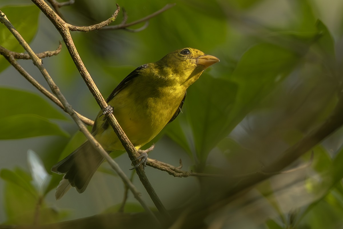 Piranga gorri-beltza - ML644565254