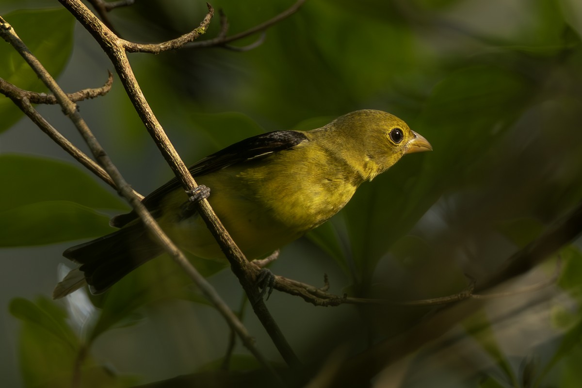 Piranga gorri-beltza - ML644565255