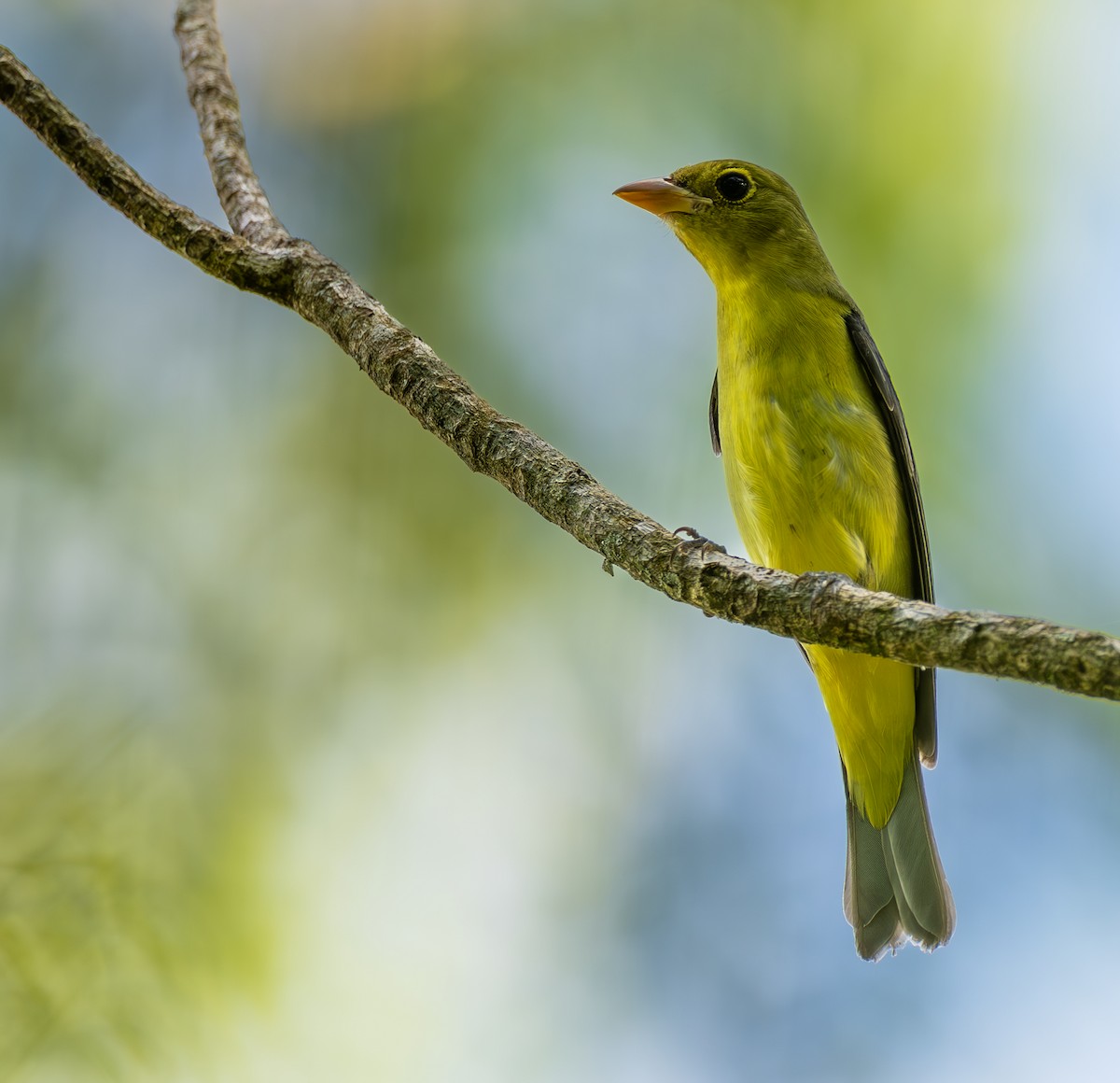 Piranga gorri-beltza - ML644565256