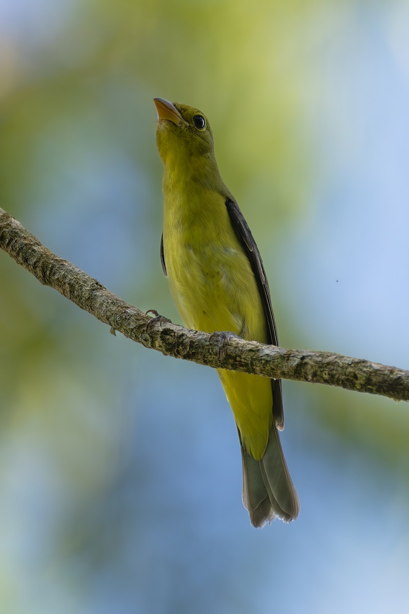 Piranga gorri-beltza - ML644565257