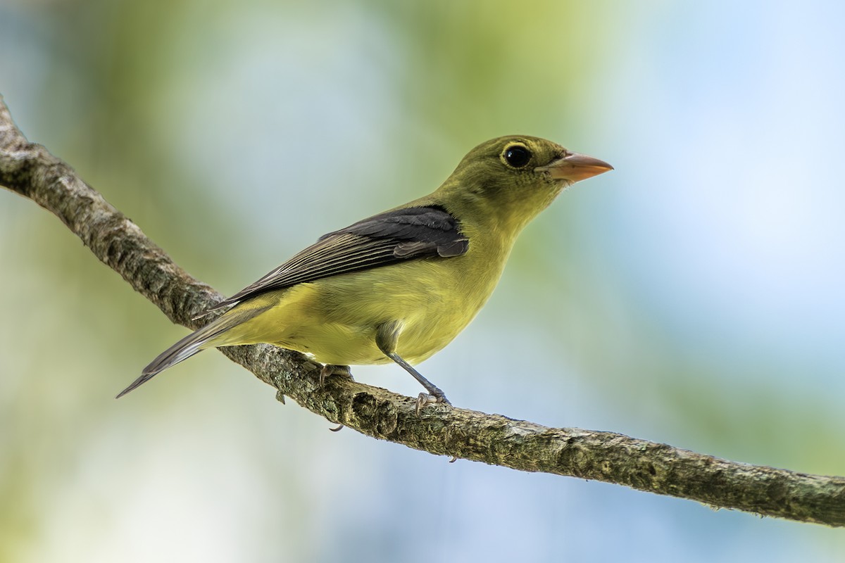 Piranga gorri-beltza - ML644565258