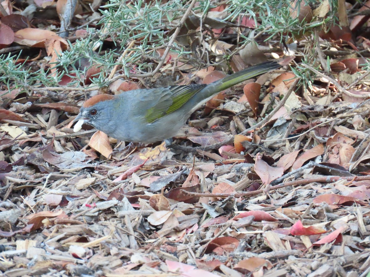 ミドリトウヒチョウ - ML644565307