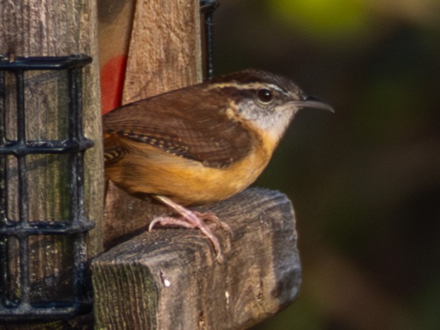 Carolina Wren - ML644565311