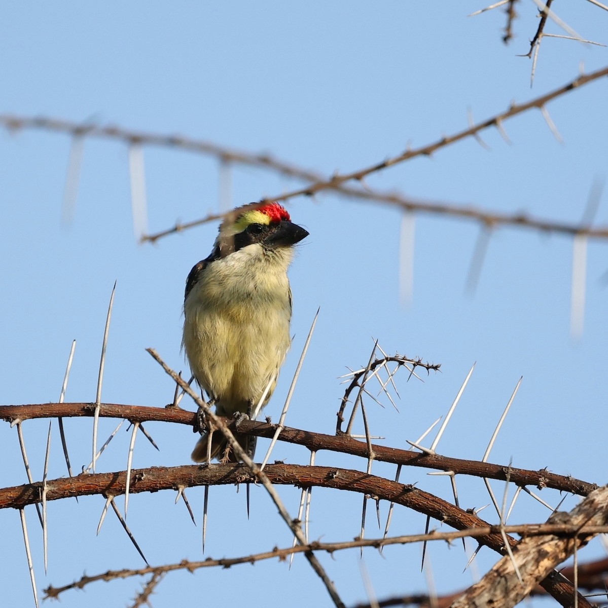 Barbudo Diademado - ML644565339