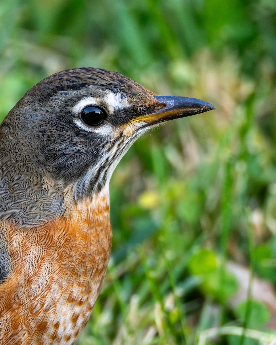 קיכלי נודד - ML644565342