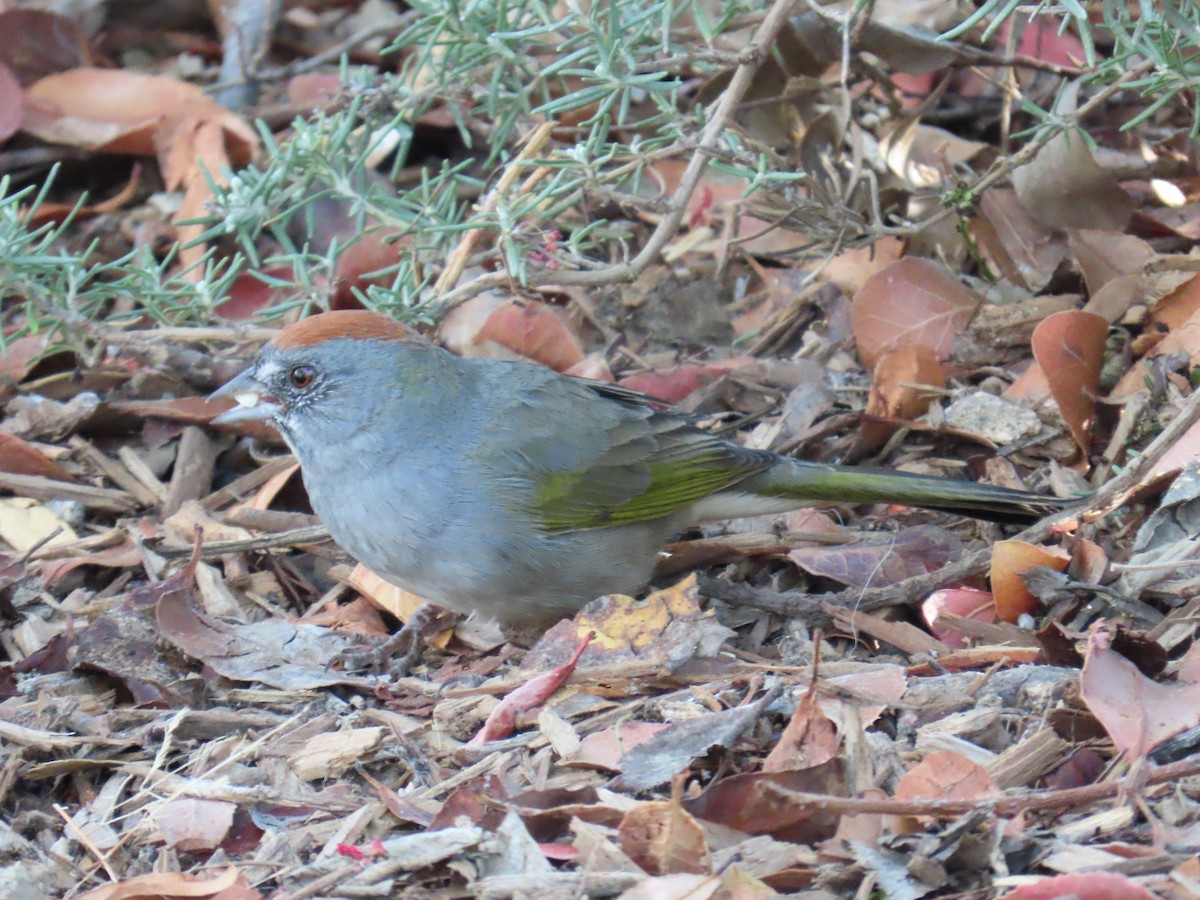 ミドリトウヒチョウ - ML644565344