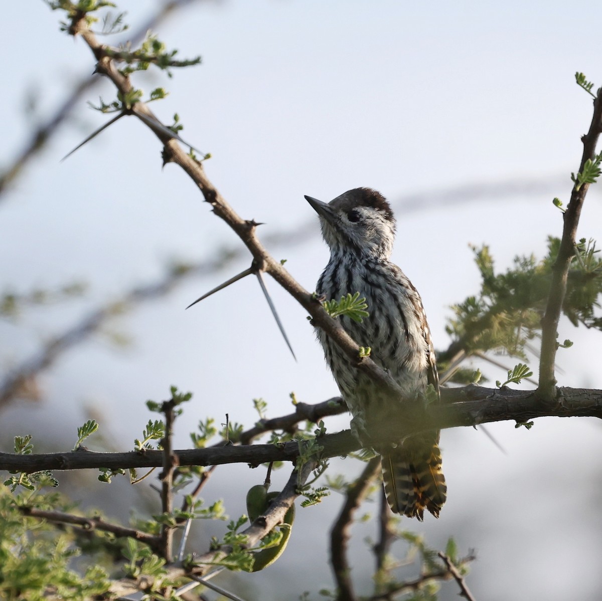 Pito Cardenal - ML644565361