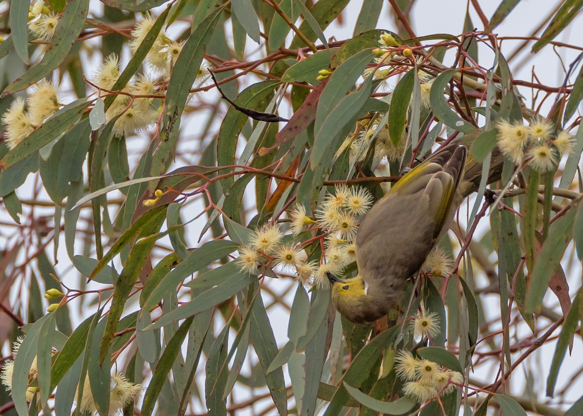 Медник блідий - ML644565362