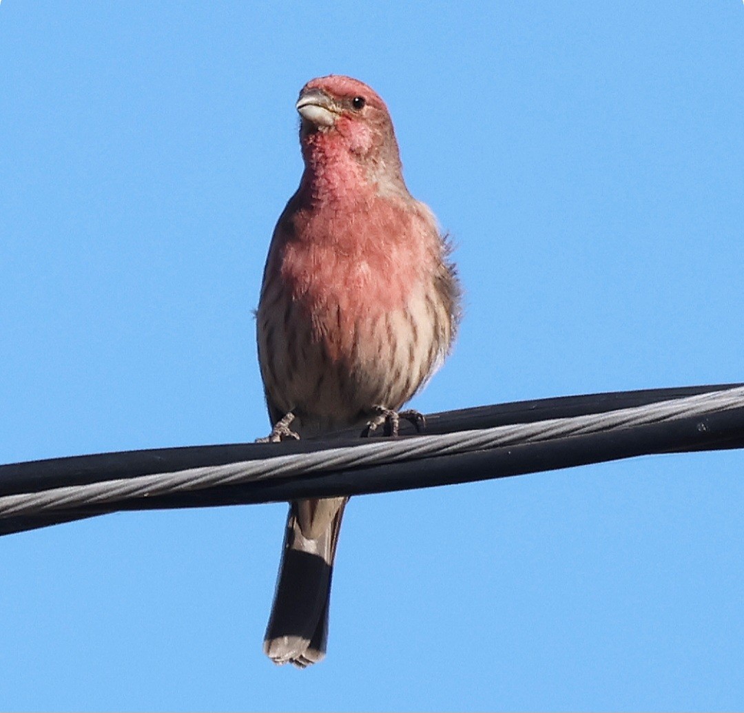 House Finch - ML644565365