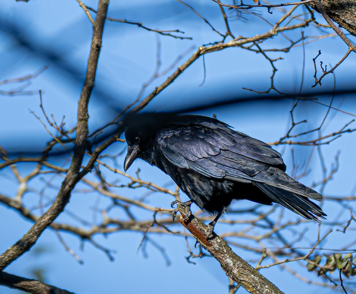 ウオガラス - ML644565369