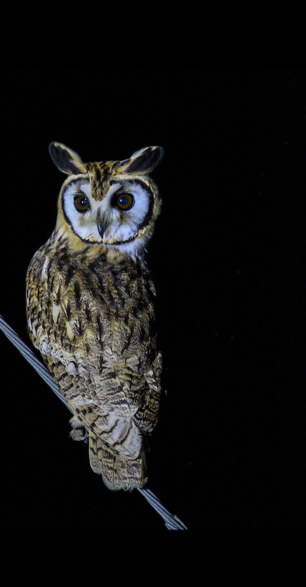 kalous proužkovaný - ML644565370