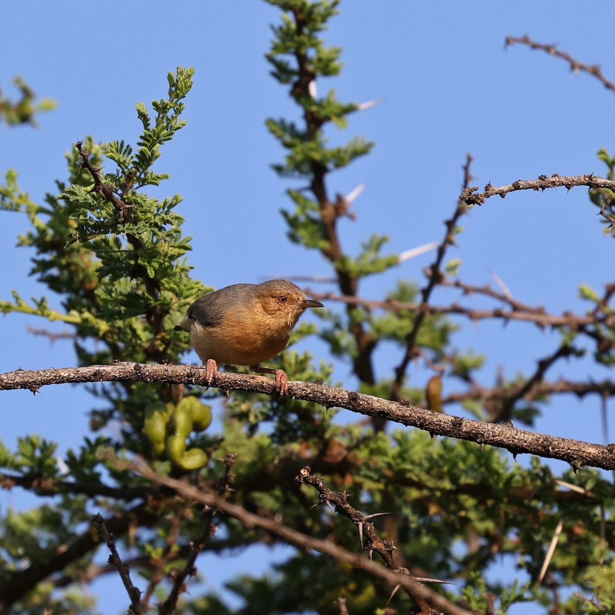 ソマリーハシナガチビオムシクイ - ML644565382