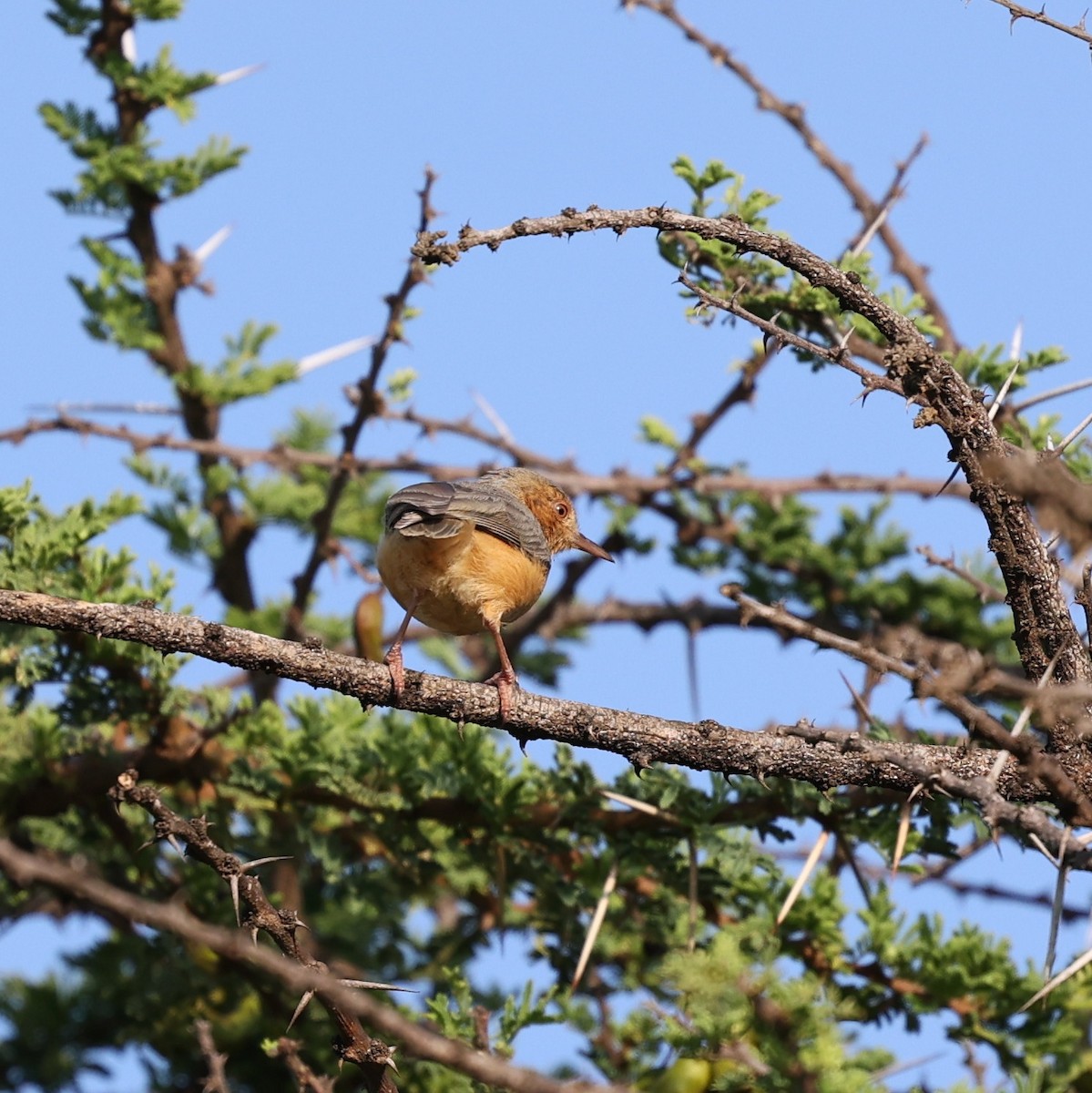 ソマリーハシナガチビオムシクイ - ML644565383