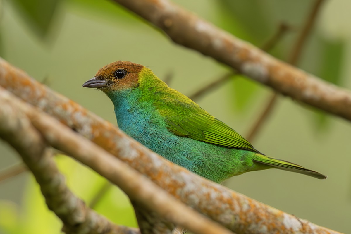 Bay-headed Tanager - ML644565384