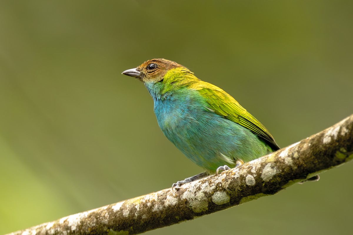 Bay-headed Tanager - ML644565386