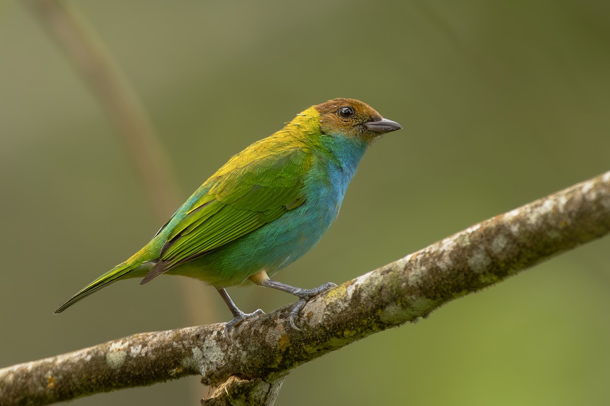 Bay-headed Tanager - ML644565387