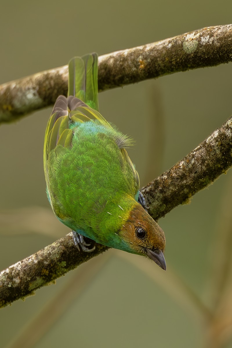 Bay-headed Tanager - ML644565388