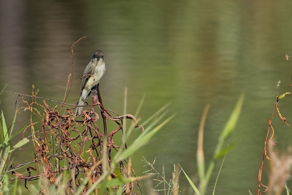 Eastern Phoebe - ML644565405