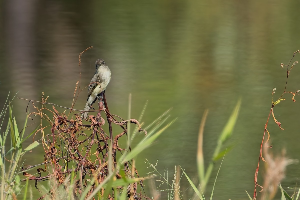 Eastern Phoebe - ML644565407