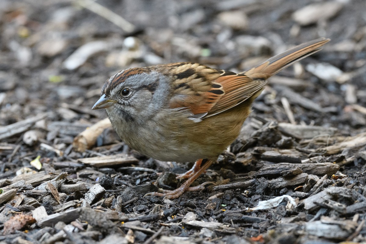 Болотная зонотрихия - ML644565416