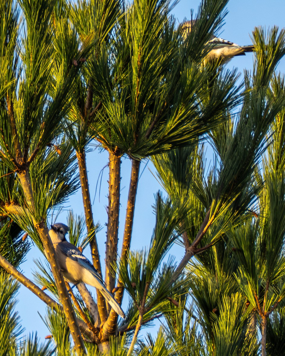 Сизойка блакитна - ML644565429