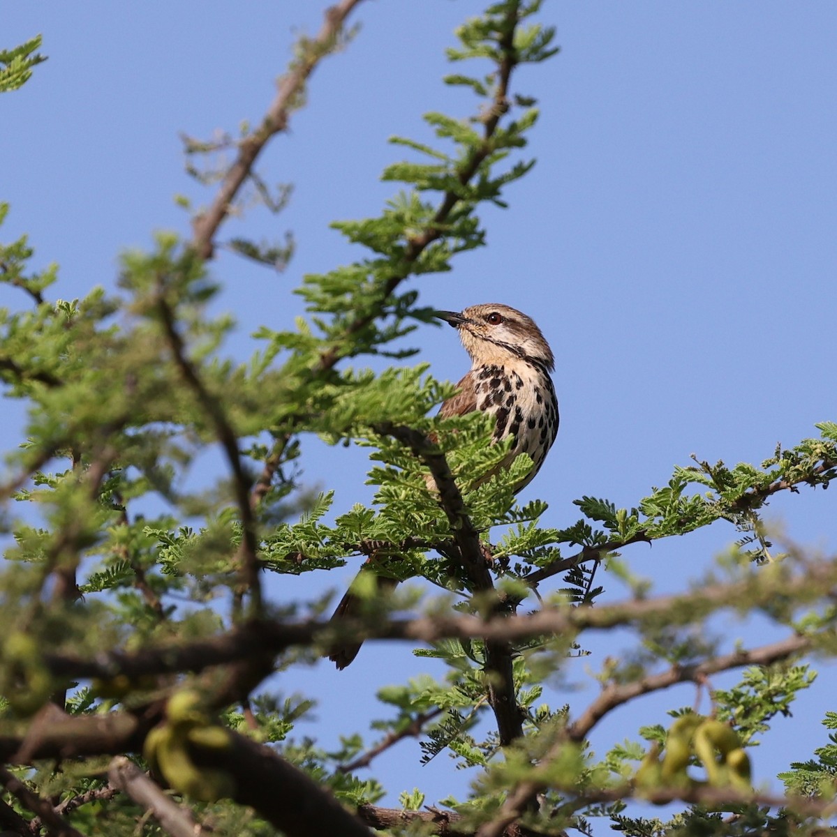 flekkpalmeskvett - ML644565432