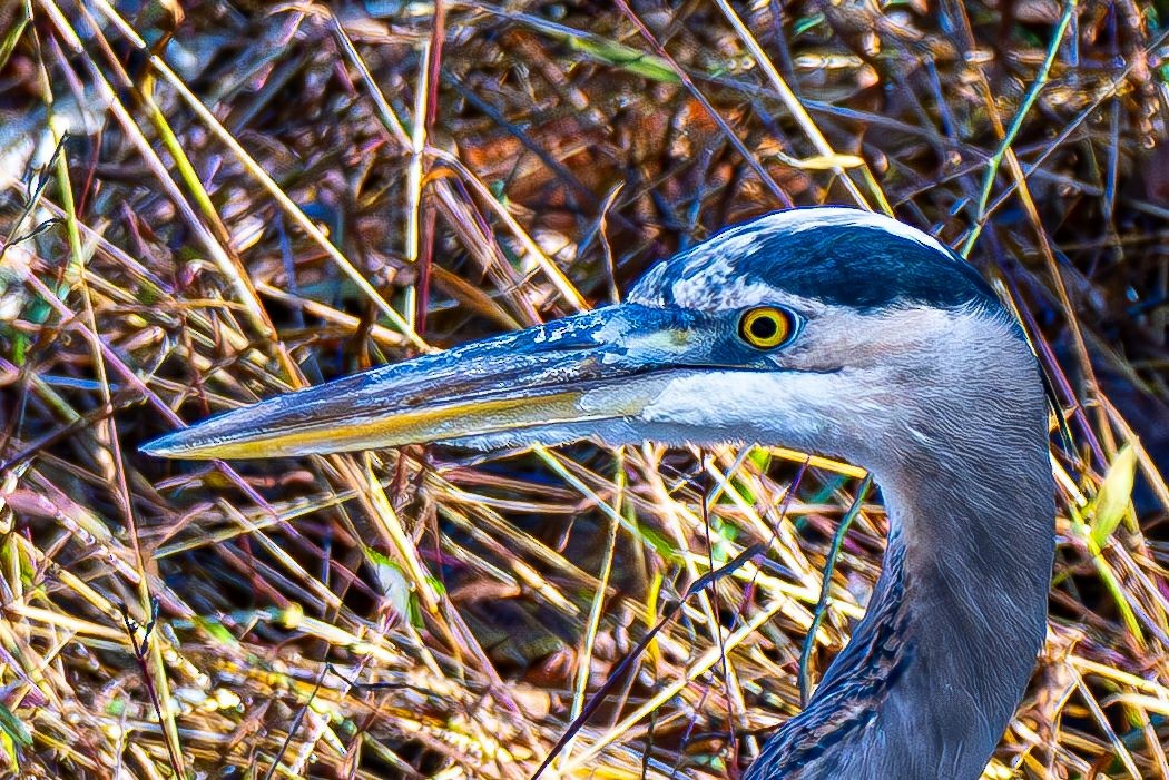 Great Blue Heron - ML644565435
