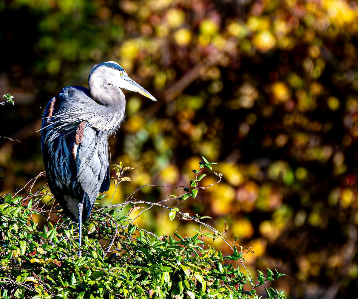 Great Blue Heron - ML644565436