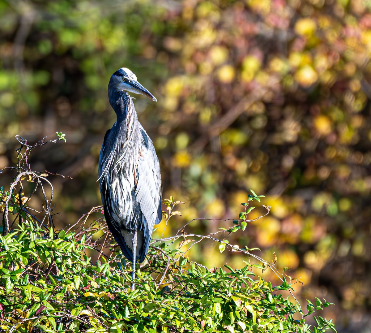 Great Blue Heron - ML644565437