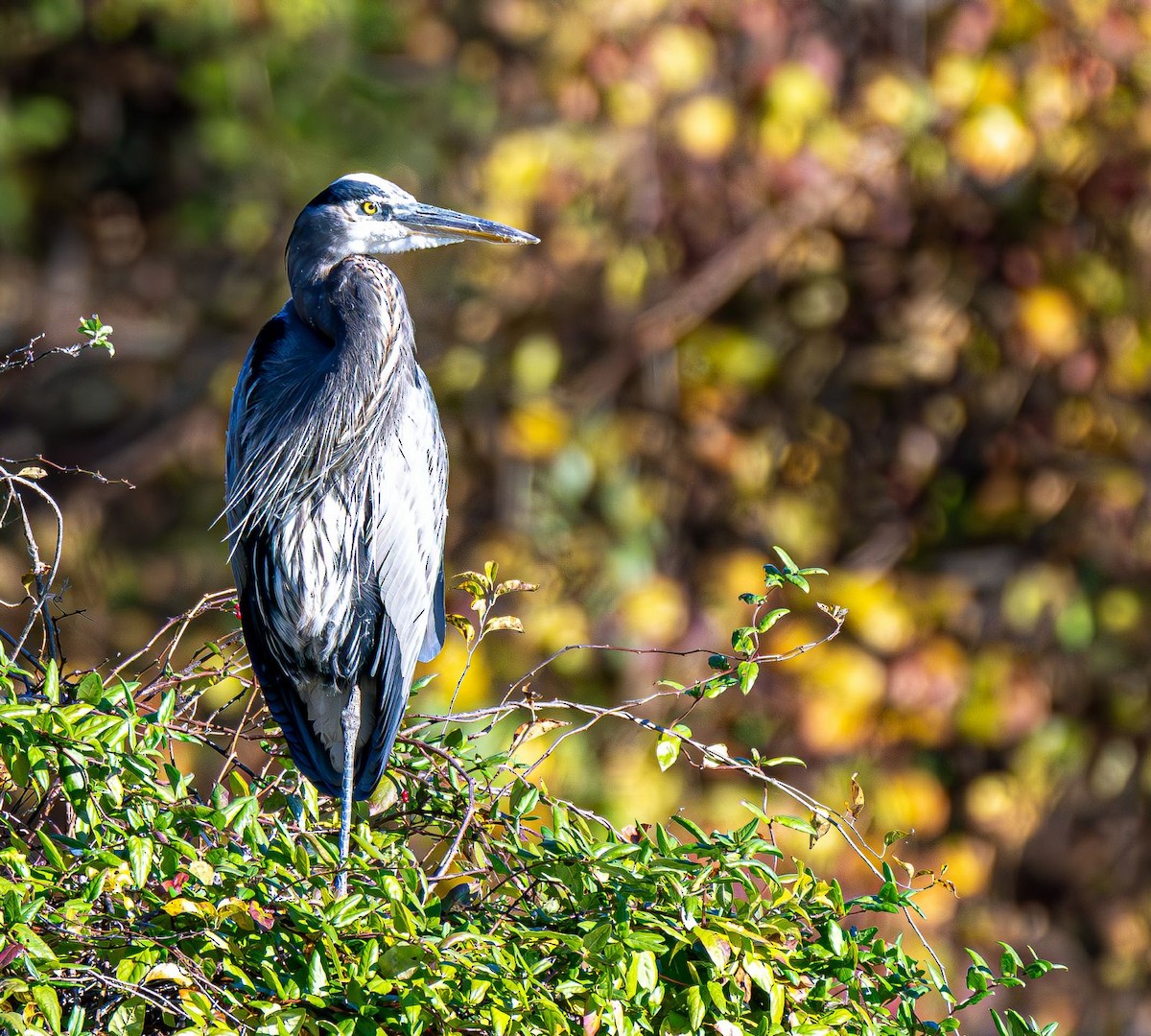 Great Blue Heron - ML644565438