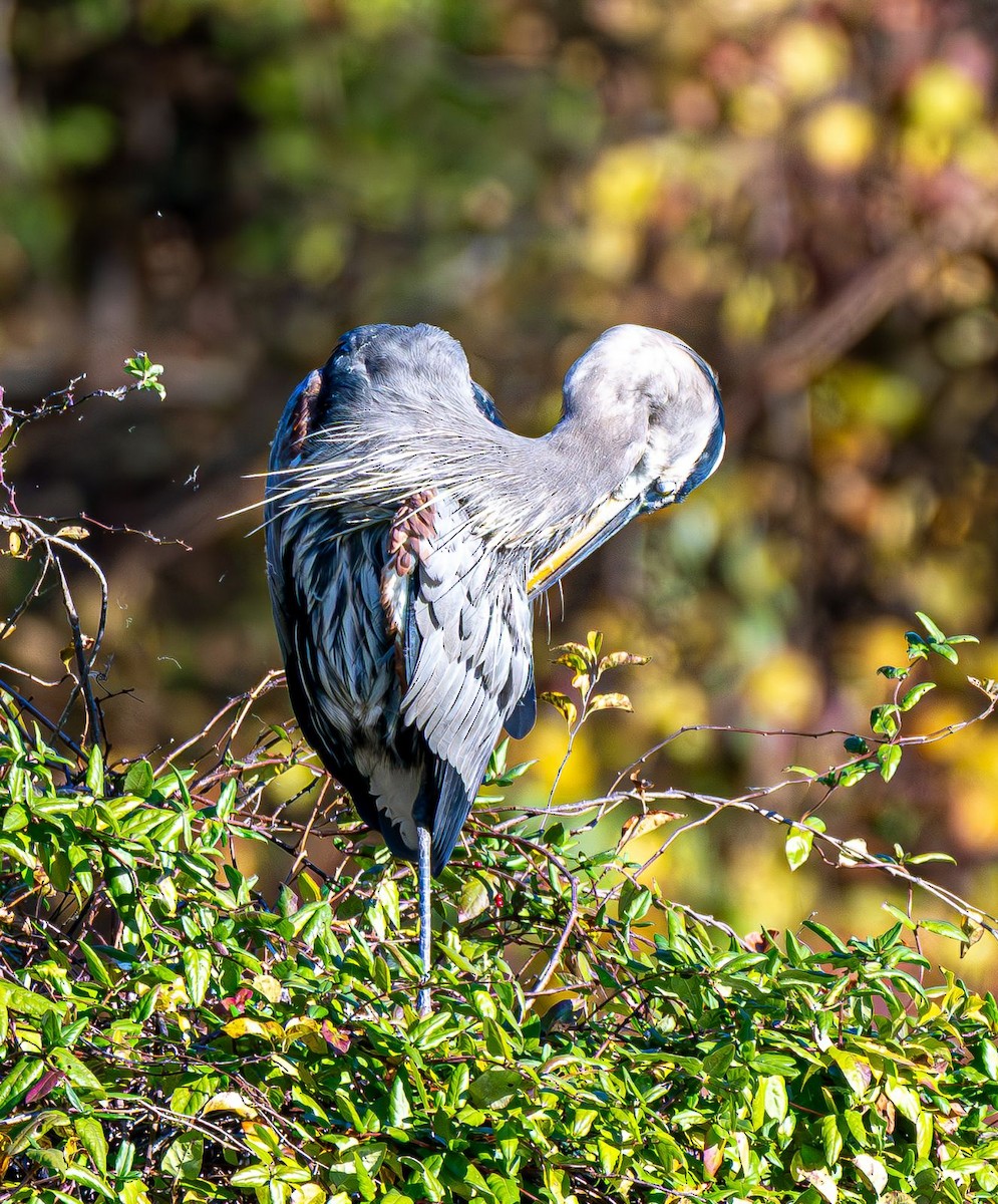 Great Blue Heron - ML644565439