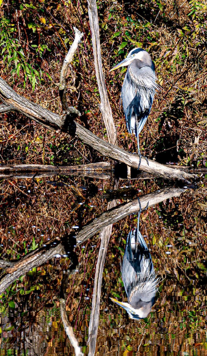 Great Blue Heron - ML644565440