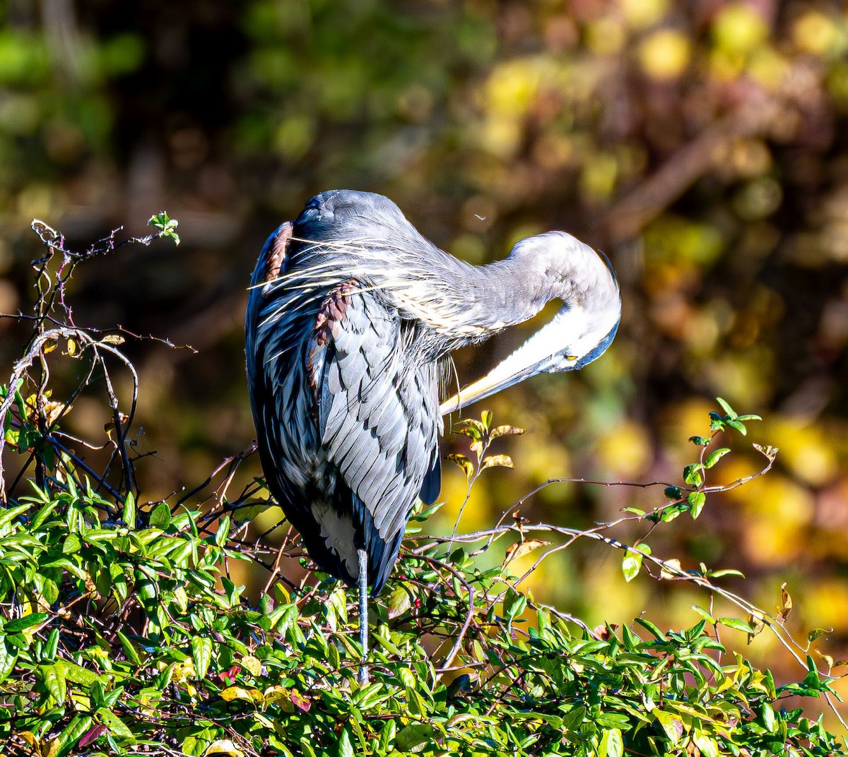 Great Blue Heron - ML644565441