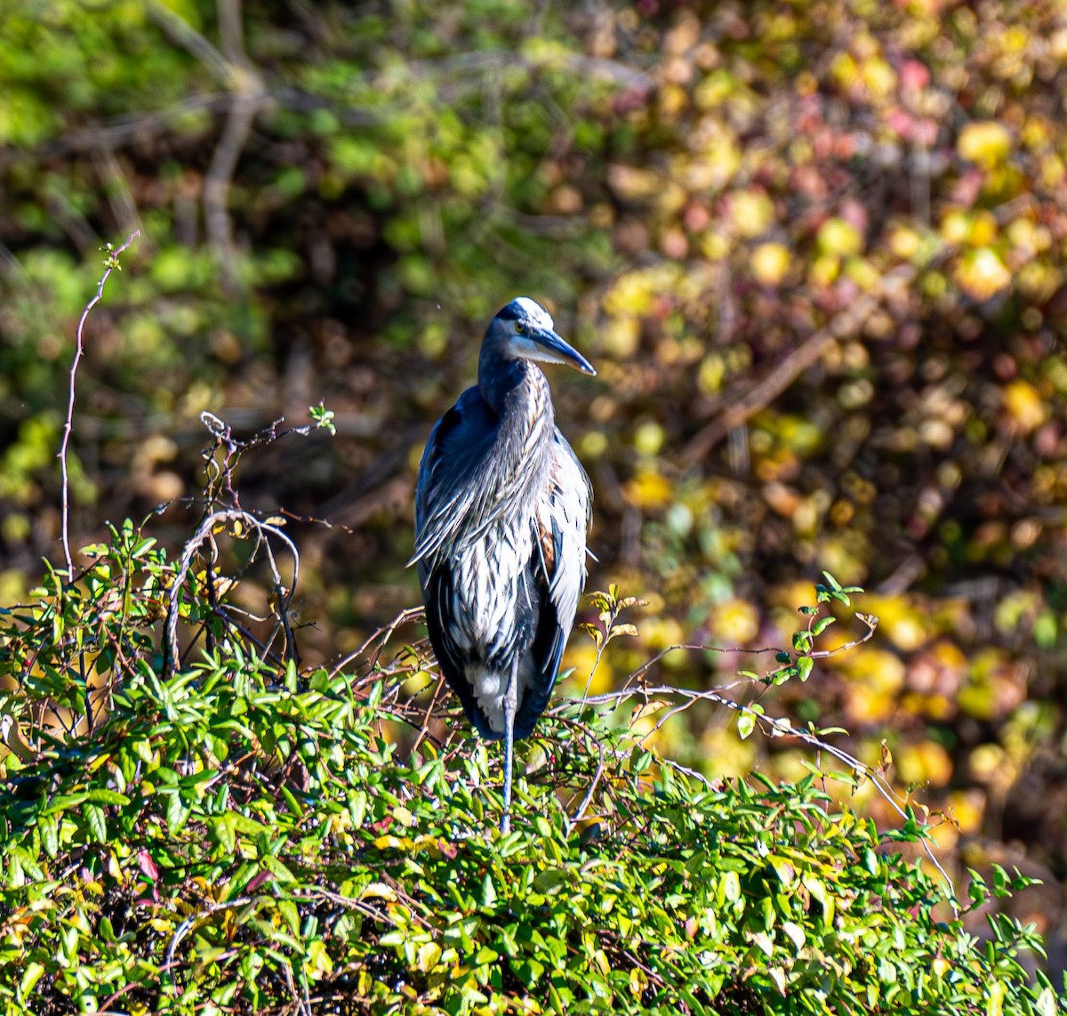 Great Blue Heron - ML644565442