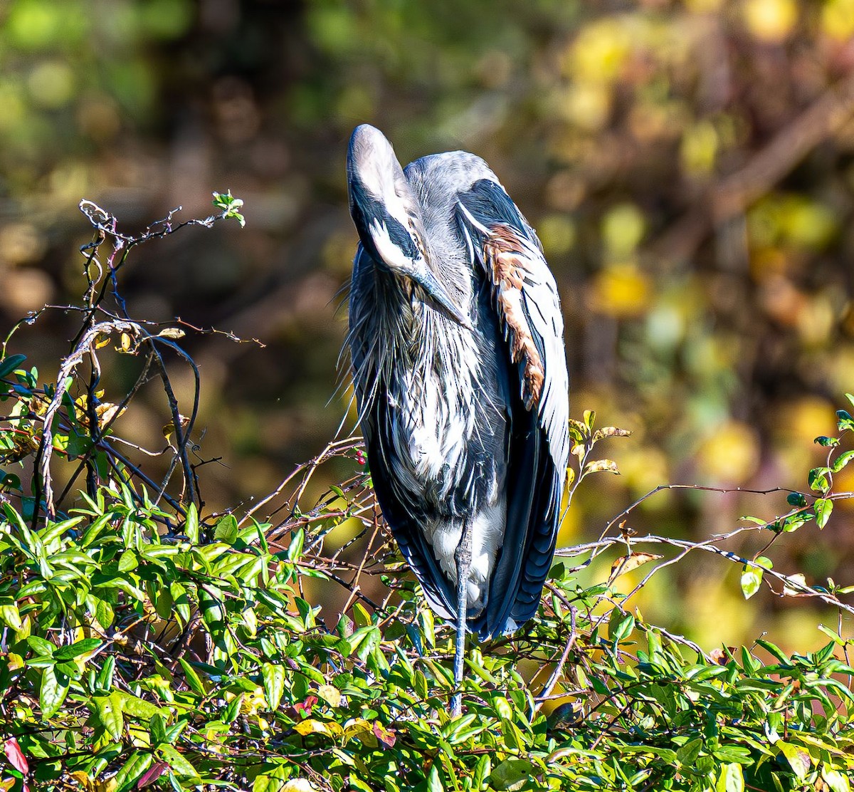 Great Blue Heron - ML644565443