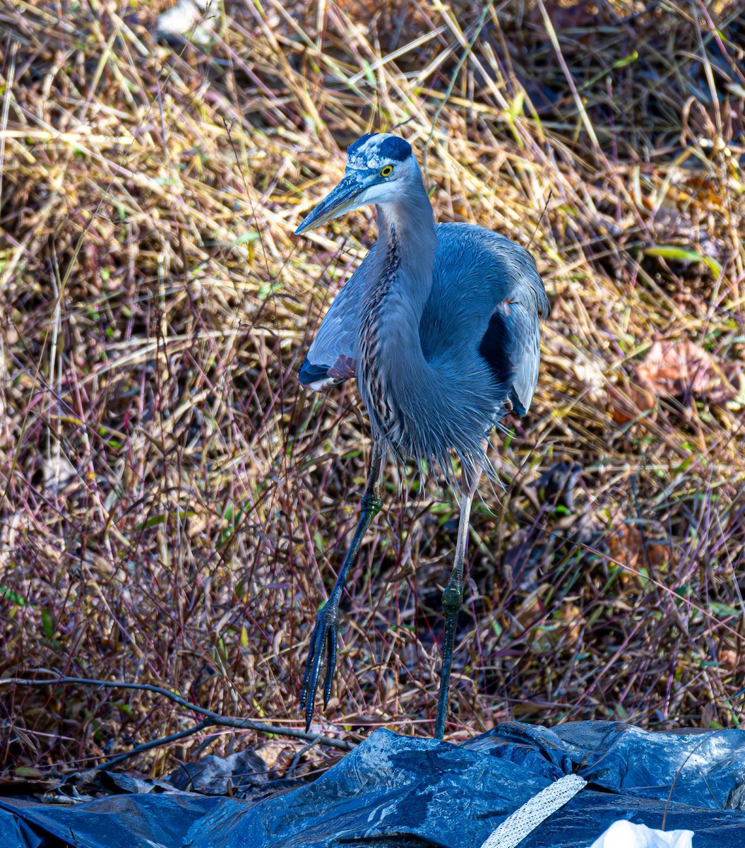 Great Blue Heron - ML644565446